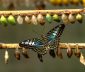 Pupae (chrysalides) and an adult butterfly