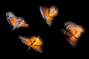 Four monarch butterflies, backlit and blurred