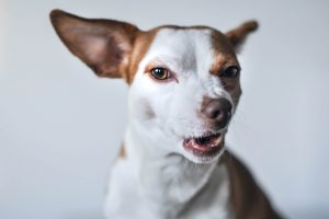 Snearing white and brown short coated small dog